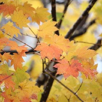 『秋を感じる』フォトコンテストの画像 by hanajunさん | お出かけ先と『秋を感じる』フォトコンテストと北海道開拓の村