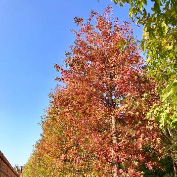 『秋を感じる』フォトコンテストの画像 by guchaさん | お出かけ先とモミジバフウと『秋を感じる』フォトコンテスト