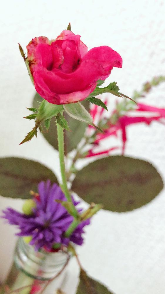優しい花の投稿画像 By Mappicoさん Gs映えと花言葉と美しいと癒されると花の名前とお散歩途中と花のある暮らしとかわいいとフォトジェニックとバルコニスト 18月10月31日 Greensnap グリーンスナップ