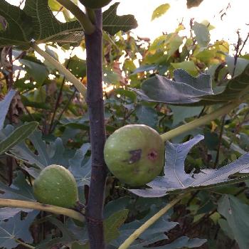 イチジクの投稿画像一覧 Greensnap グリーンスナップ