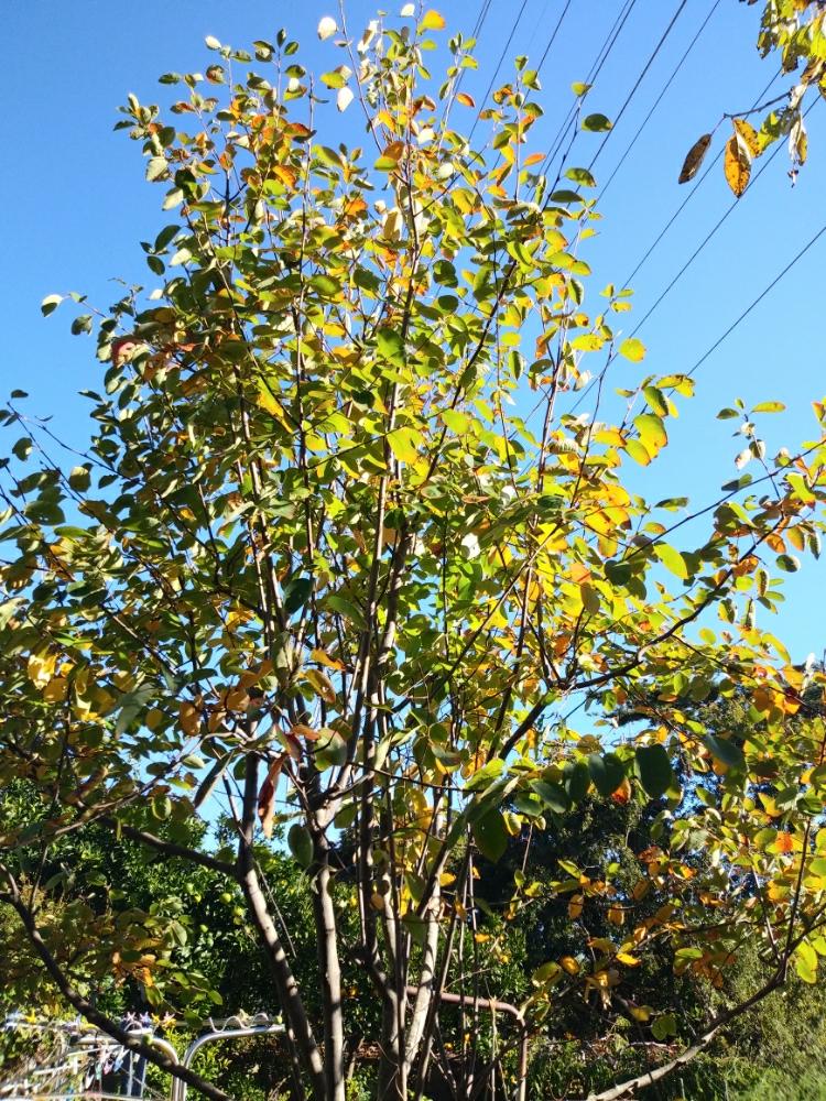 ジューンベリーの木の投稿画像 By よちこさん 花のある暮らしと紅葉する庭木 18月11月1日 Greensnap グリーンスナップ