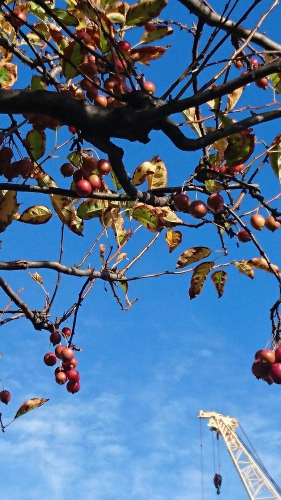 ハナカイドウの実の投稿画像 By ねこさん はなかいどうの実とお出かけ先 18月11月1日 Greensnap グリーンスナップ Greensnap グリーンスナップ