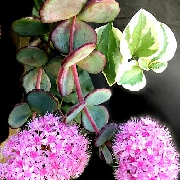 ミセバヤ寄せ植えの投稿画像一覧 Greensnap グリーンスナップ