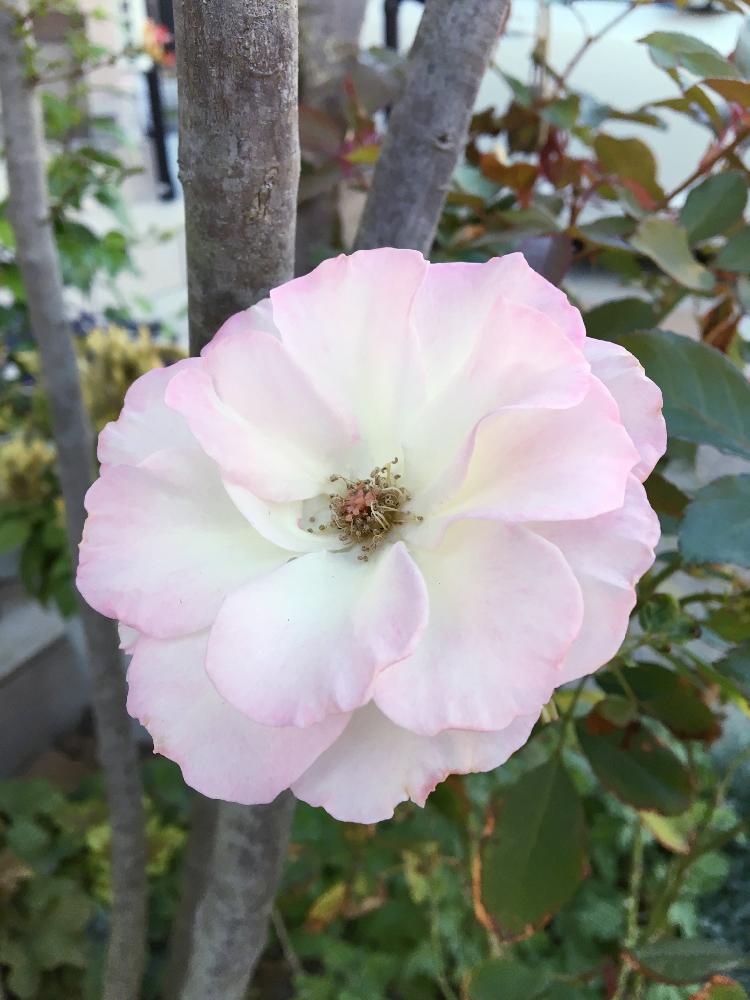 バラ マチルダの投稿画像 By ようこさん マチルダとバラと花のある暮らしとガーデニング 18月11月1日 Greensnap グリーンスナップ