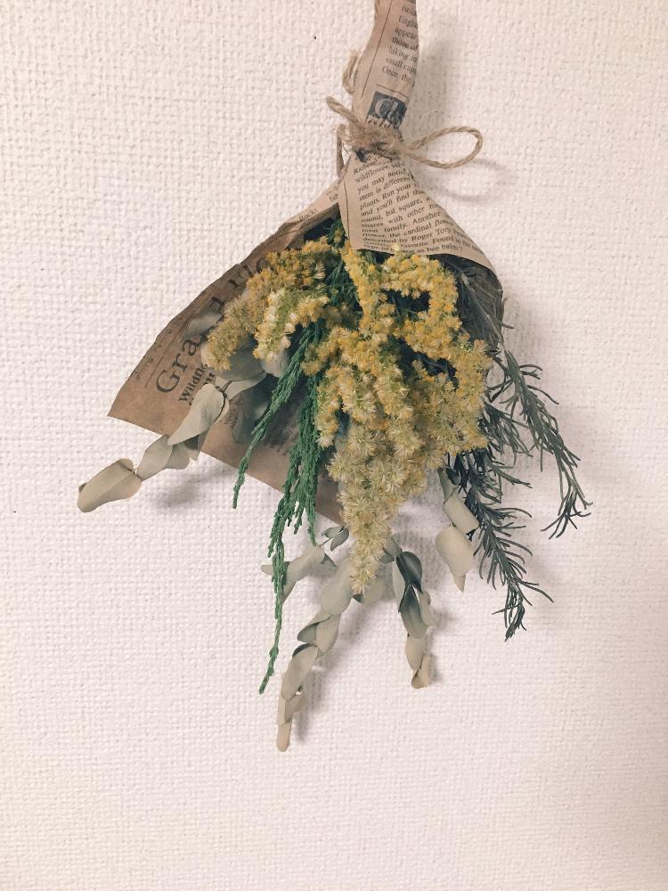 セイタカアワダチソウの投稿画像 By Yu Yaさん ユーカリとローズマリーとコニファーと植物男子とスワッグとgs映えとドライフラワースワッグと花 のある暮らしと部屋と植物男子とスワッグとgs映えとドライフラワースワッグと花のある暮らし 18月11月1日 Greensnap