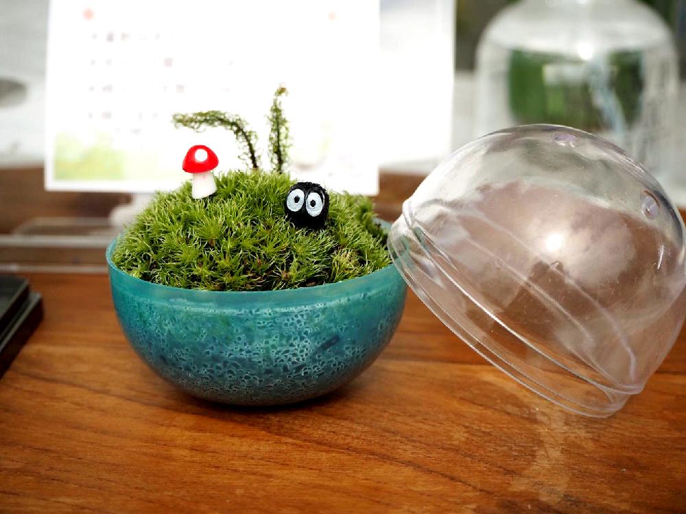 コケリウムの投稿画像 By ほりみさん 苔テラリウムと苔 コケ と植物のある暮らしとホソバオキナゴケとヒノキゴケとお出かけ先と苔ガチャテラリウム とコケリウムと苔テラリウムと苔 コケ と植物のある暮らしと苔ガチャテラリウム 18月11月1日 Greensnap