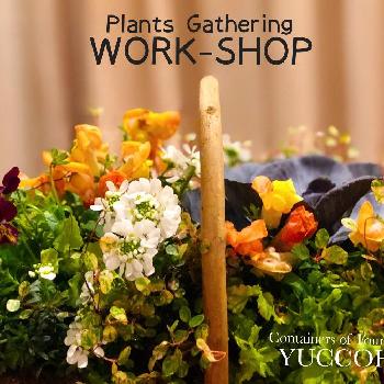 東急ハンズ新宿店の投稿画像一覧 Greensnap グリーンスナップ