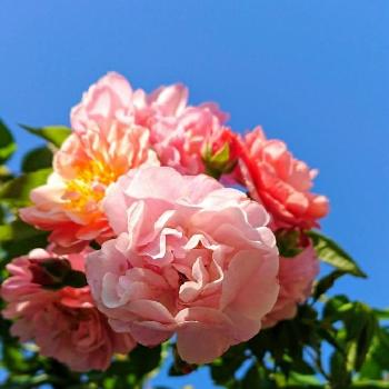 ฅ'ω'ฅかわいいの画像 by のりりんの森さん | 広い庭とお花を楽しむとコーネリアとカラフルお花とฅ'ω'ฅかわいいと花のある暮らし