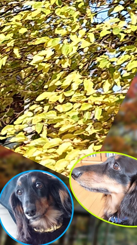 チョコと一緒の投稿画像 By ヨッシー さん 愛犬との暮らしと北の大地からと犬の日と北海道から 18月11月1日 Greensnap グリーンスナップ