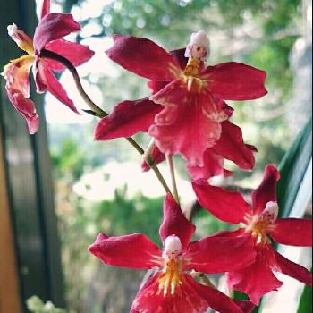 オンシジュームシャリーベイビーの投稿画像一覧 Greensnap グリーンスナップ オンシジュームシャリーベイビーの投稿画像一覧 Greensnap グリーンスナップ