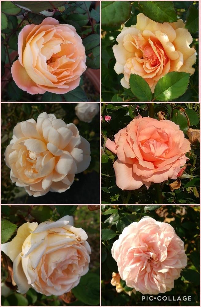 薔薇の投稿画像 By ゆかちゃんさん アプリコット色と花のある暮らしとバラ ミニバラ 18月11月2日 Greensnap グリーンスナップ