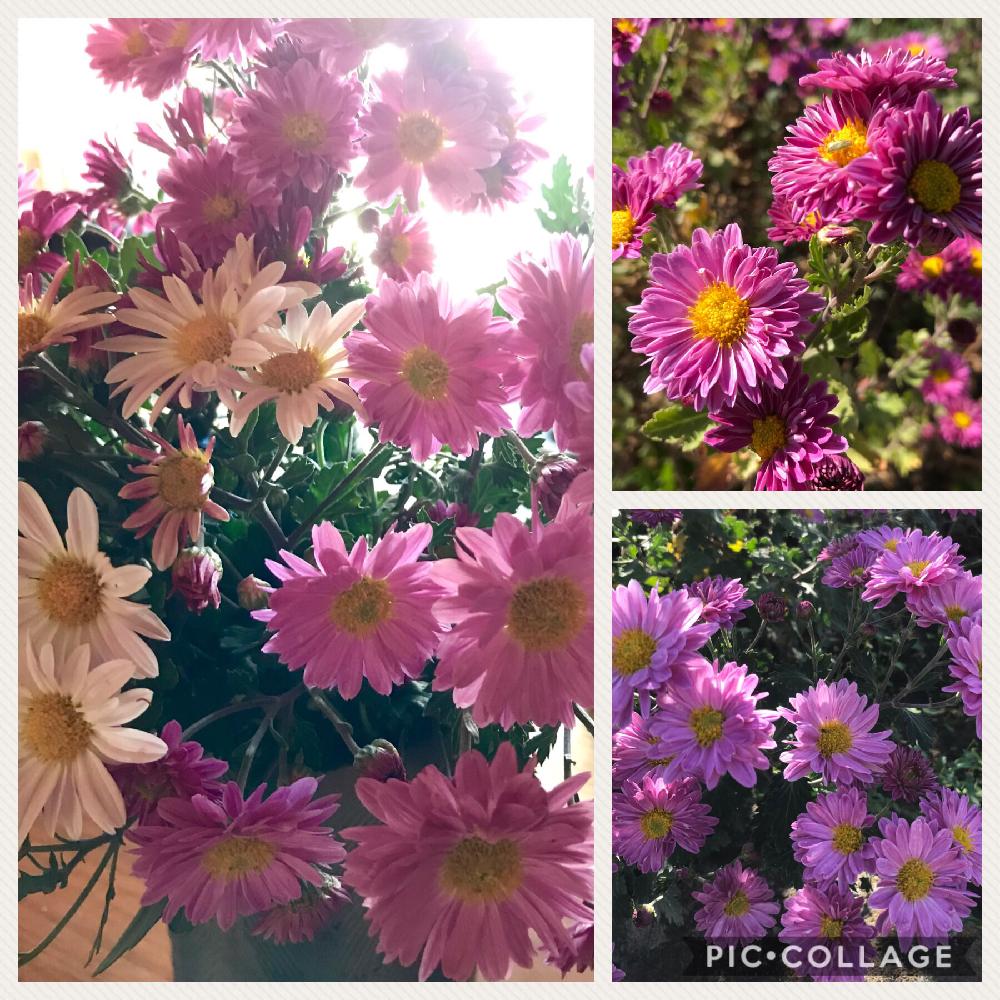 キクの投稿画像 By Doramiさん 花のある暮らしと秋を感じるとgs日和と植えっぱなし 18月11月2日 Greensnap グリーンスナップ