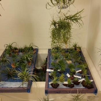 浴室の投稿画像一覧 Greensnap グリーンスナップ