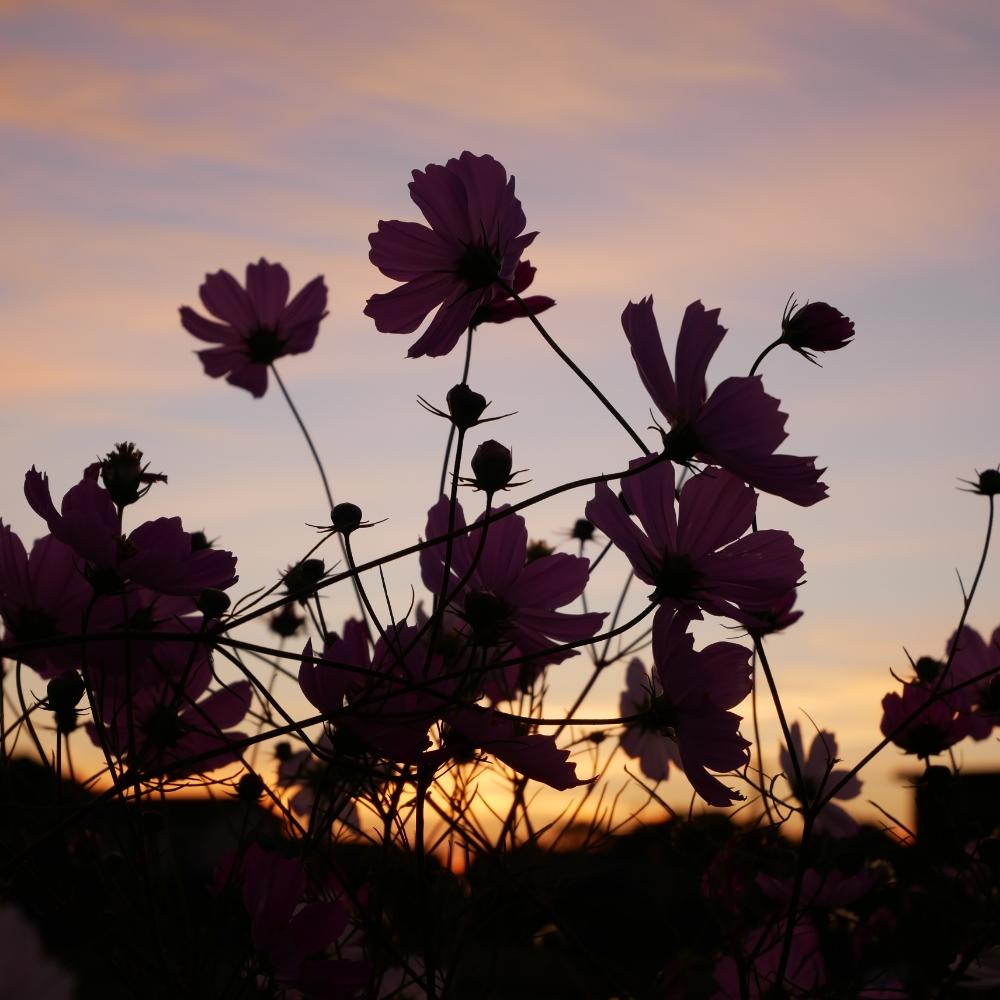 畑の投稿画像 By 花畑さん No Green No Lifeと朝焼けとコスモスの花とno Green No Lifeと朝焼けとコスモスの花 18月11月2日 Greensnap グリーンスナップ Greensnap グリーンスナップ