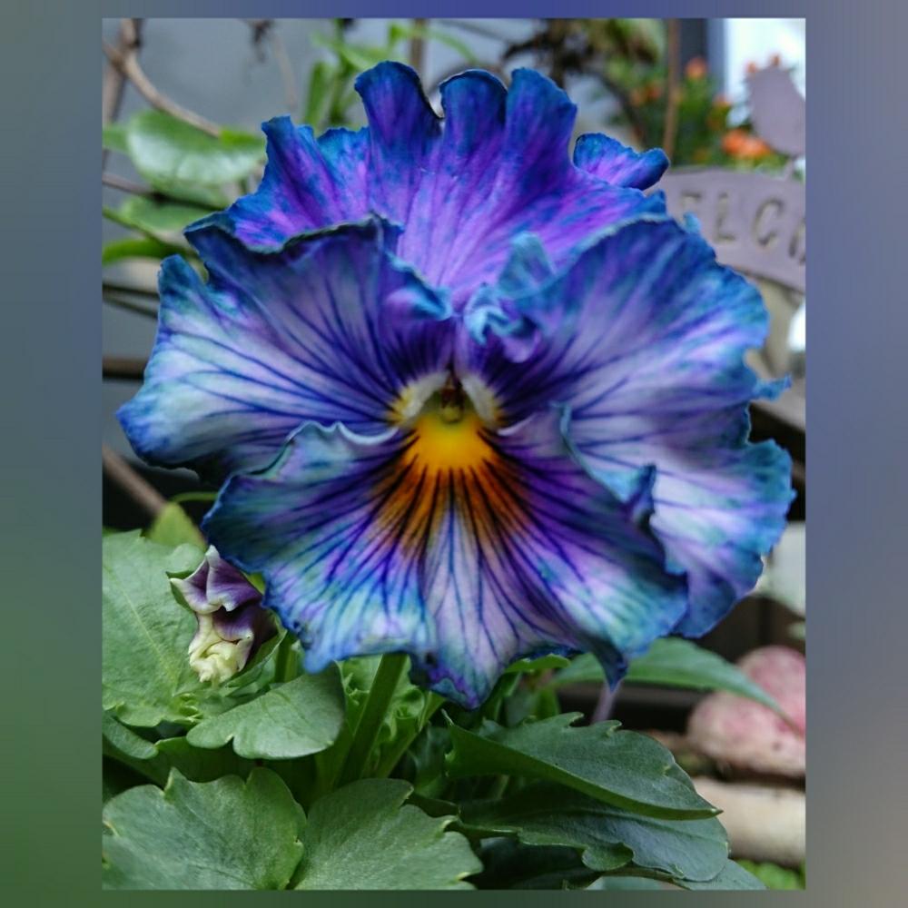 パンジー絵になるスミレの投稿画像 By Naru22さん 花のある暮らしとgs映えと寄せ植えと冬の主役とパンジーと小さな庭と花のある暮らしとgs映えと寄せ植えと冬の主役 18月11月3日 Greensnap グリーンスナップ Greensnap グリーンスナップ