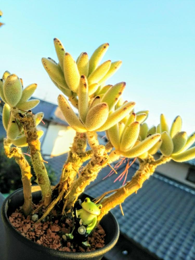 月兎耳 ツキトジ の投稿画像 By くにちゃんさん キュンキュン乙女倶楽部とカエルのコポーとお空で繋がってると木立ち多肉 18月11月3日 Greensnap グリーンスナップ