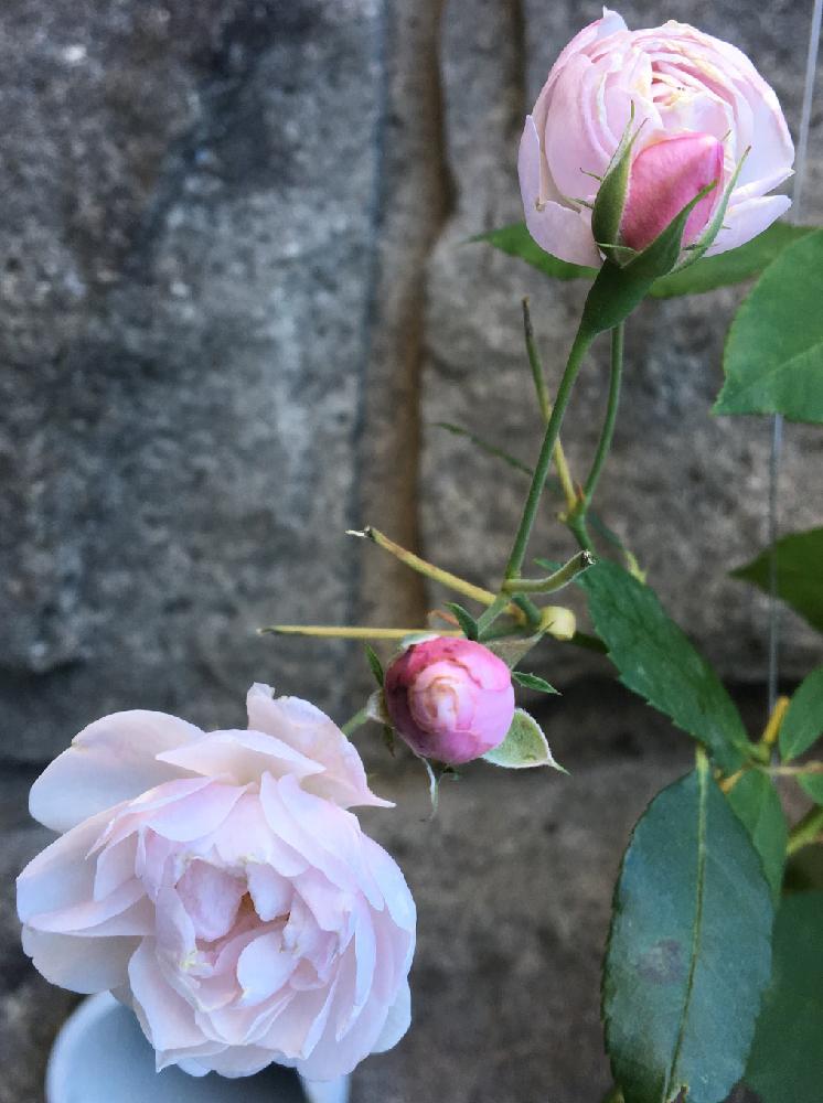 つるバラの投稿画像 By 薔薇の初心者教室 How To Grow Organic Roseさん バラの育て方と薔薇のお手入れとbeginner Rose Lessonと薔薇の年間おていれと新米ロザリアンとブラッシュノアゼット開花と無農薬と薔薇の初心者教室と花のある暮らしとバラ ミニバラと