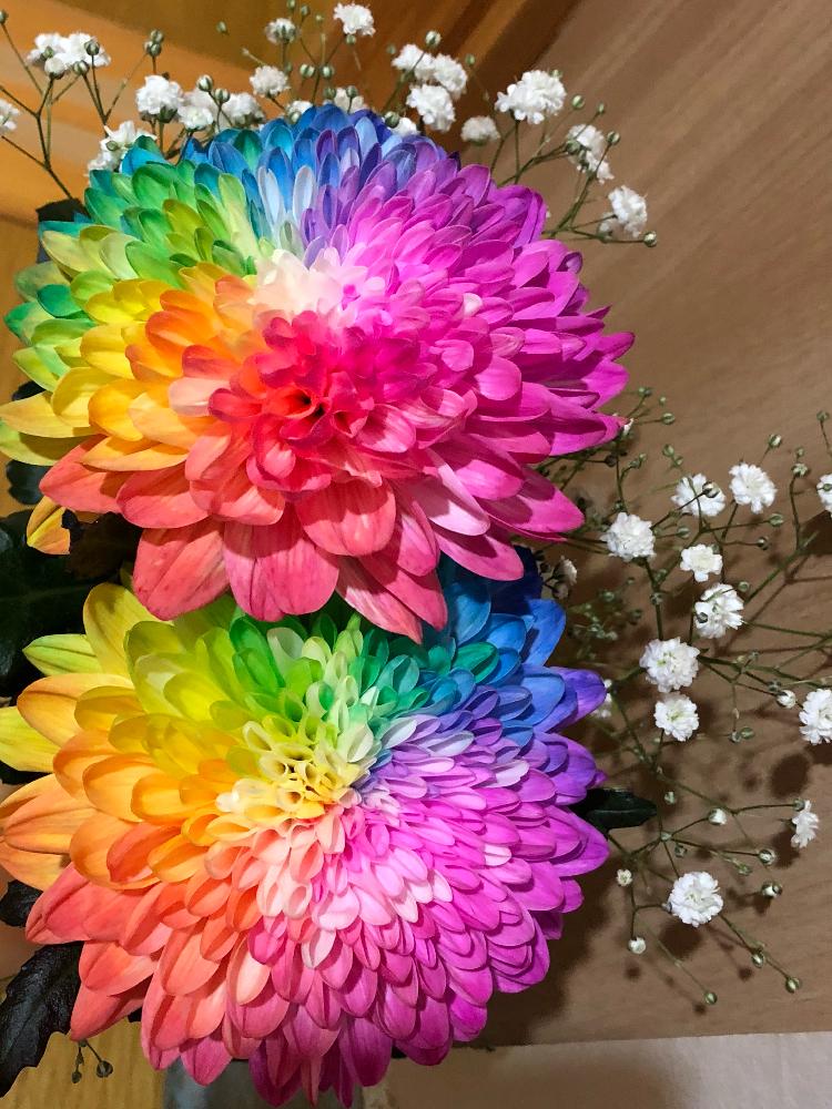 お出かけ先の投稿画像 By 和花さん 花のある暮らしと可愛い 艸 と虹色の花と花のある暮らしと可愛い 艸 と虹色の花 18月11月3日 Greensnap グリーンスナップ Greensnap グリーンスナップ