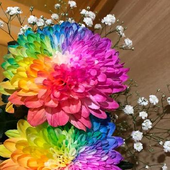 最新のhd虹色花
