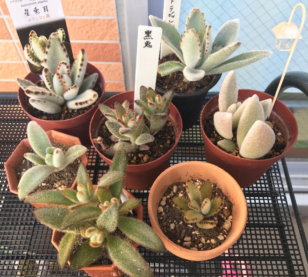 ホワイトラビットの投稿画像 By ハルさん 星兎耳と福兎耳と黒兎と月兎耳とチョコ兎耳とゴールデンラビットと多肉植物と多肉初心者とカランコエ属 18月11月3日 Greensnap グリーンスナップ