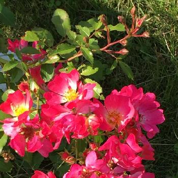 ランドスケープローズの投稿画像一覧 Greensnap グリーンスナップ