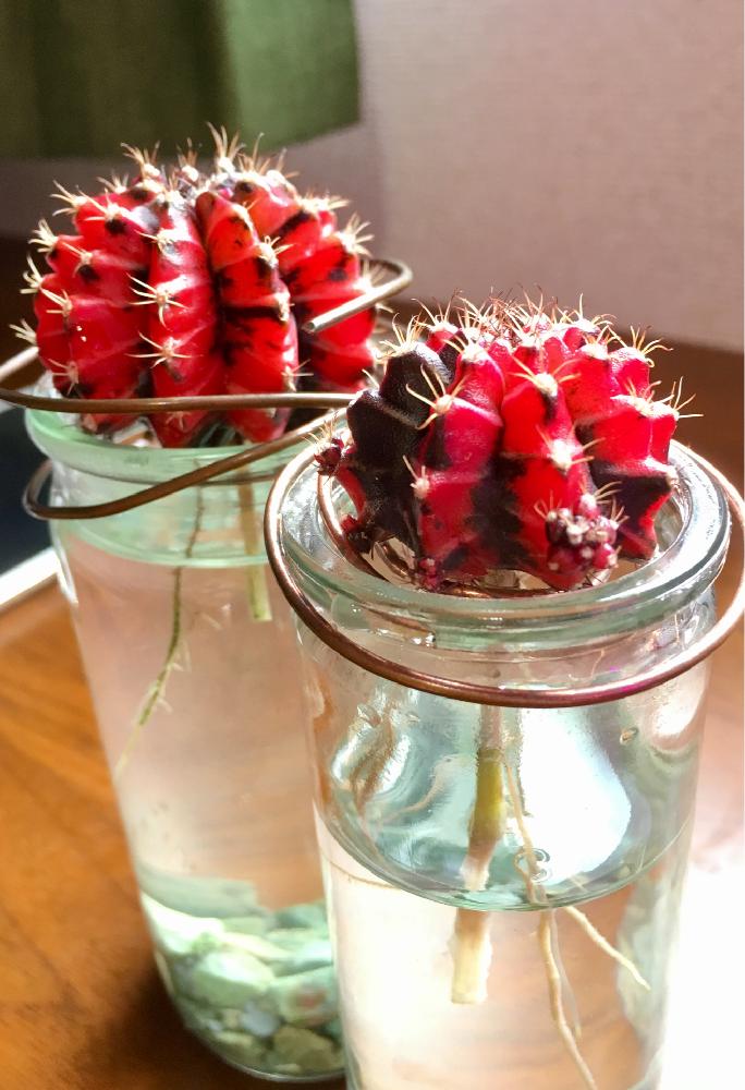 サボテンの投稿画像 By Neiranaさん 緋牡丹錦と多肉植物と接ぎ降ろしとサボテン水耕栽培とサボテン科とギムノカリキウム属と成長記録 18月11月3日 Greensnap グリーンスナップ