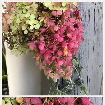 紫陽花水無月の投稿画像一覧 Greensnap グリーンスナップ