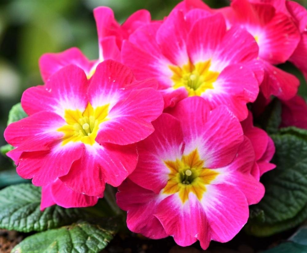 プリムラ ポリアンサの投稿画像 By Chacoさん プリムラ ジュリアンとピンクの花と花のある暮らしときれいな色 18月11月4日 Greensnap グリーンスナップ