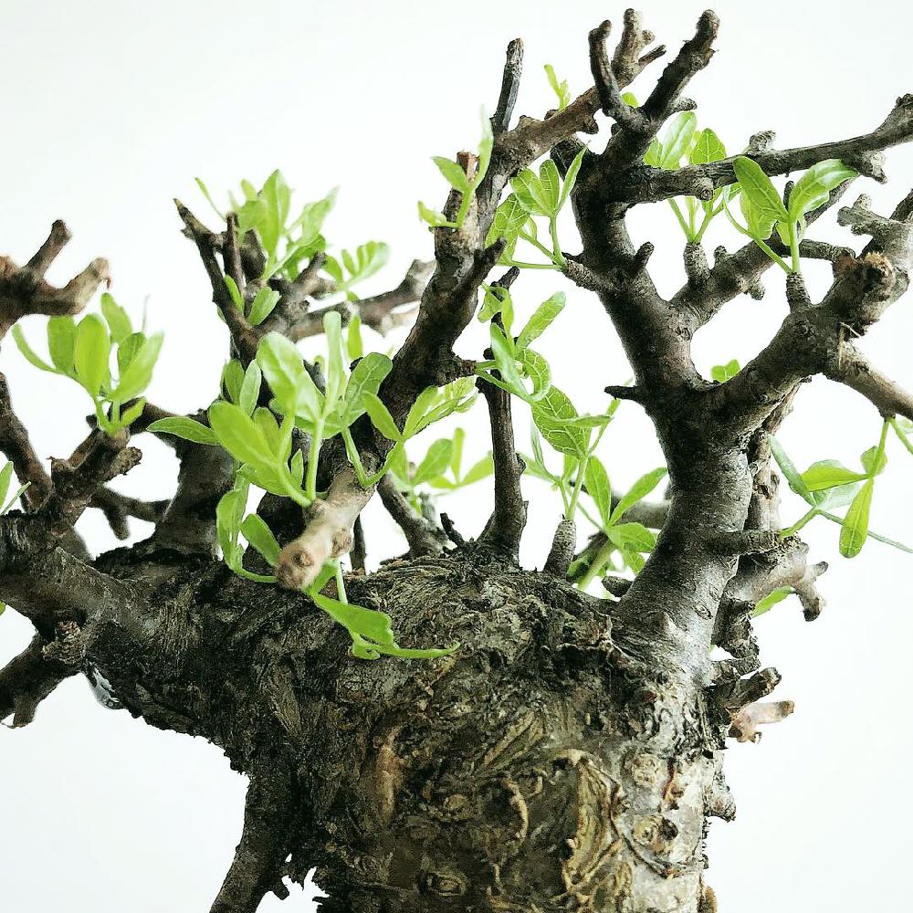 コミフォラ フォリアセアの投稿画像 By Snpさん 潅木と塊根植物とコーデックスとコミフォラ 18月11月4日 Greensnap グリーンスナップ