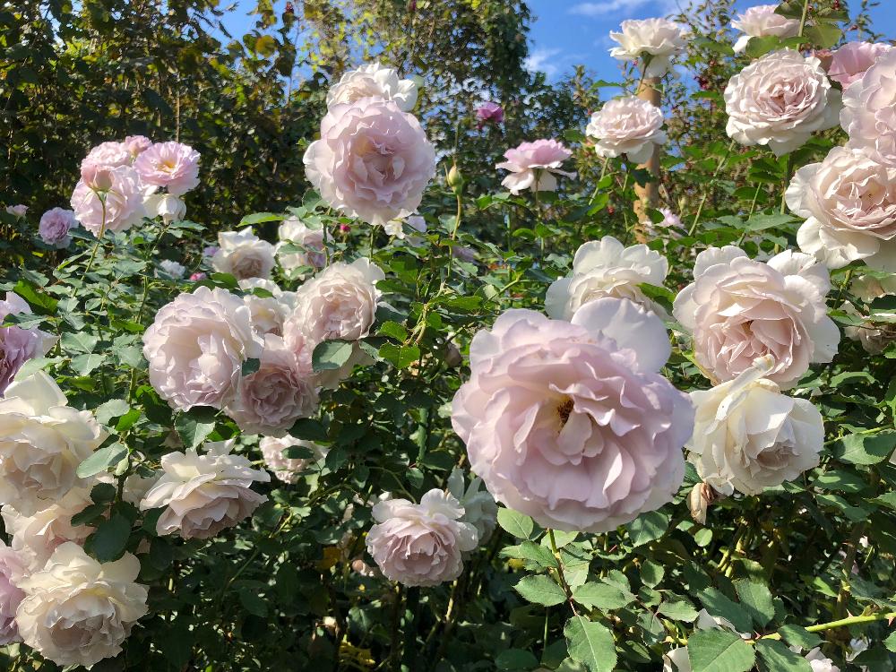 横浜イングリッシュガーデンの秋バラ 18 11 Greensnap グリーンスナップ