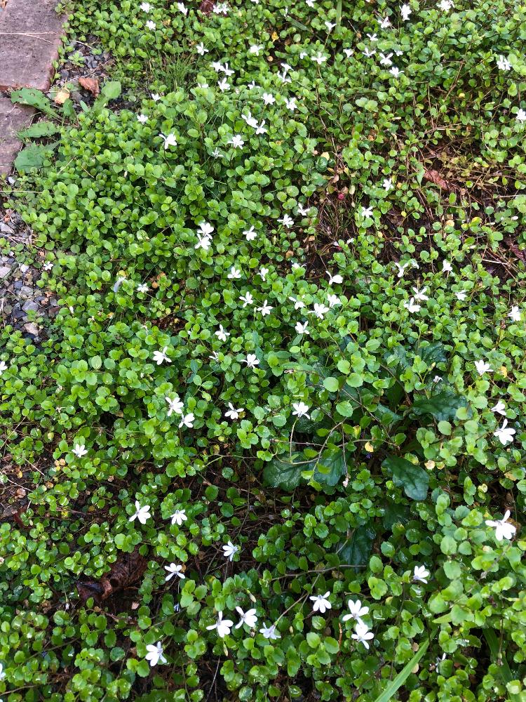 プラティア アングラータの投稿画像 By のーさん ナチュラルが好きと自己流ガーデニングと富山支部と植中毒とナチュラルスタイルと花のある暮らし 18月11月4日 Greensnap グリーンスナップ