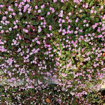 住宅地の庭の画像 by ヤマスケさん | お出かけ先とポリゴナム（ヒメツルソバ）と朝晩の散歩からとこれって雑草なのかなぁ⁈と花のある暮らしと住宅地の庭