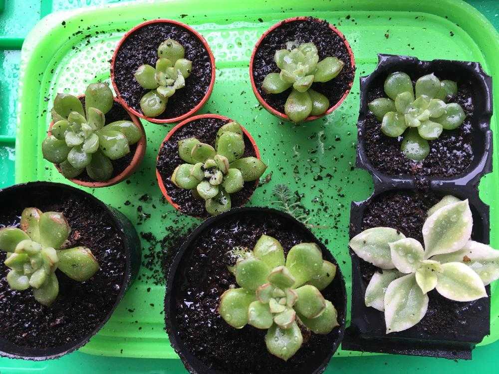 コーヒーのかすを使って Greensnap グリーンスナップ