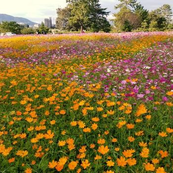 武庫川コスモス園の投稿画像一覧 Greensnap グリーンスナップ