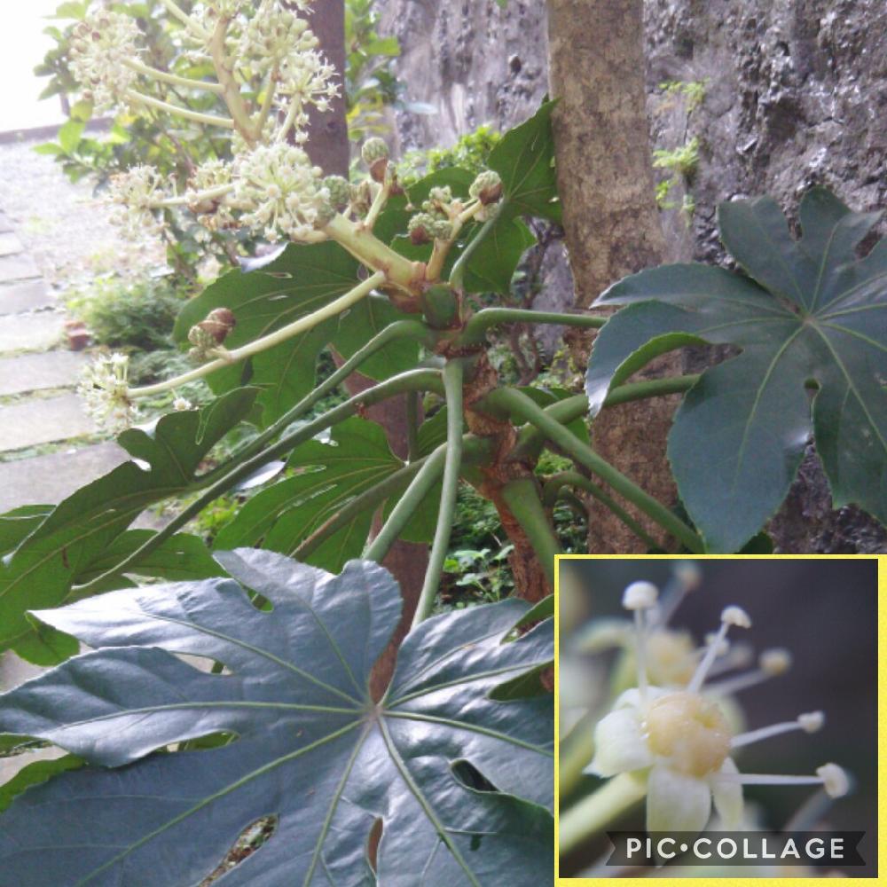 ヤツデの投稿画像 By グリーンさん 樹木とgs映えとgs日和とマクロ撮影と花のある暮らし 18月11月4日 Greensnap グリーンスナップ