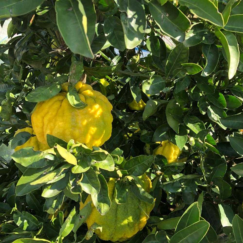 獅子柚子はコンフィチュールに Greensnap グリーンスナップ