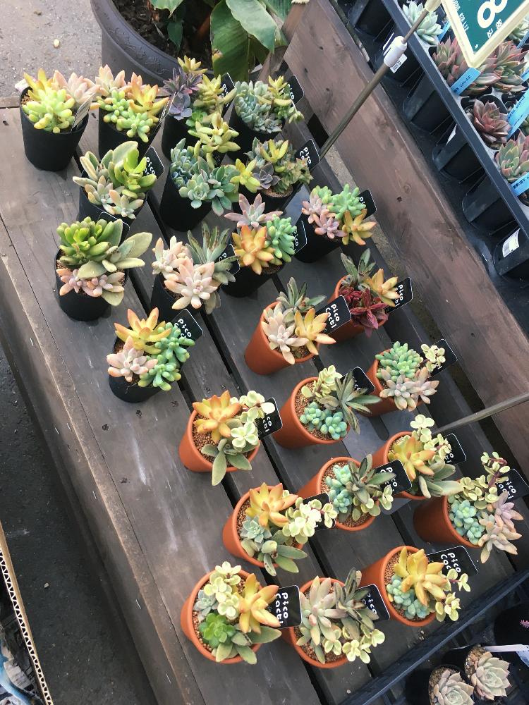 多肉植物の投稿画像 By カインズさん 入荷情報 と多肉大好きとgs映えと多肉植物寄せ植えとカインズとホームセンターとカインズ浦和美園店と多肉寄せ植えとカインズホーム 18月11月4日 Greensnap グリーンスナップ
