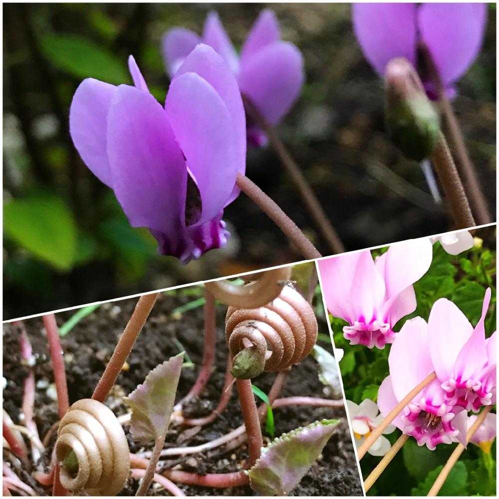 MINATO様 専用 原種シクラメン ヘデリフォリウム ヴェルデ こぼれ種