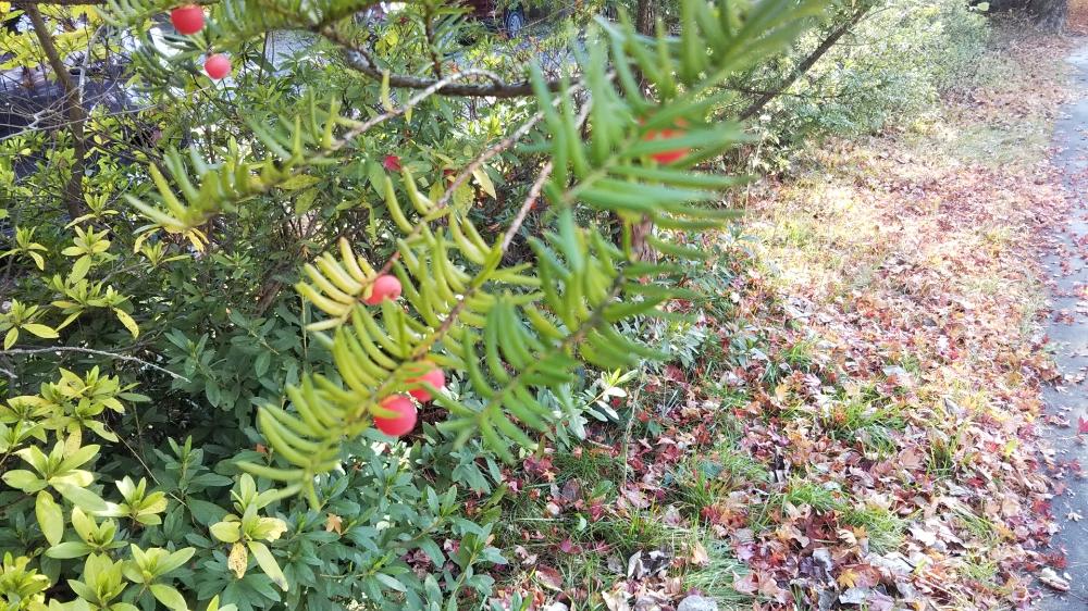 イチイの投稿画像 By Botanist99さん 軽井沢と実が可愛いと赤い実 18月11月4日 Greensnap グリーンスナップ
