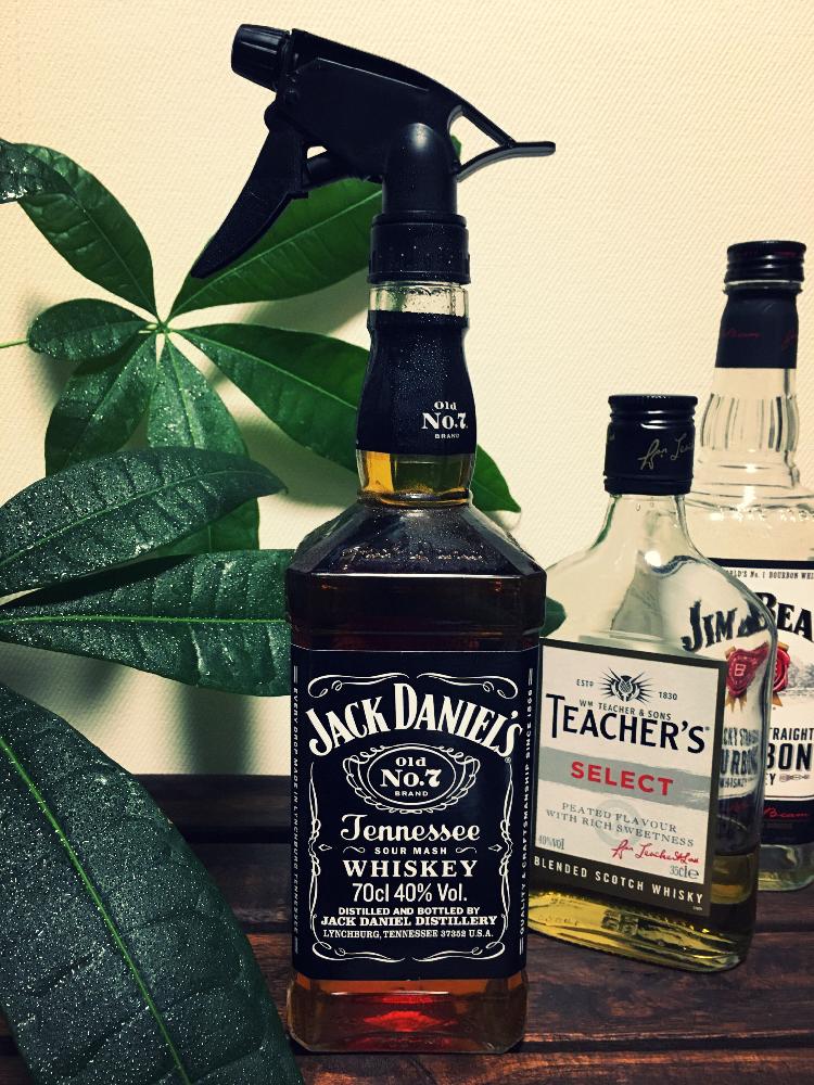 パキラの投稿画像 By Iron And Woodさん 観葉植物とjack Daniel Sとグリーンを楽しむためのdiyとロックとdiyと霧吹き 18月11月4日 Greensnap グリーンスナップ