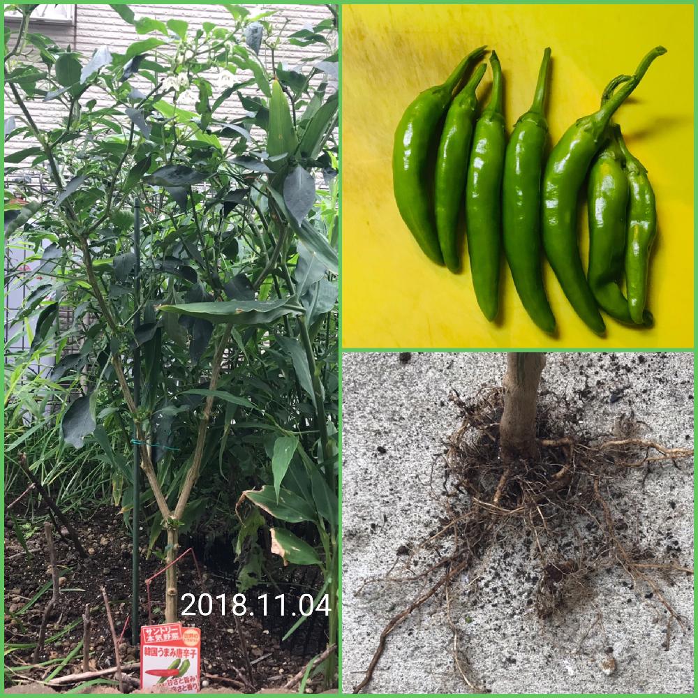 小さな庭の投稿画像 By Goosさん 家庭菜園奮闘日記とサントリー本気野菜とちょっと日当たり悪いと日当たりイマイチと家庭菜園奮闘日記とサントリー本気 野菜とちょっと日当たり悪いと日当たりイマイチ 18月11月4日 Greensnap グリーンスナップ Greensnap 小さな庭の投稿画像 By Goosさん 家庭菜園奮闘日記とサントリー本気野菜とちょっと日当たり悪いと日当たりイマイチと家庭菜園奮闘日記とサントリー本気 野菜とちょっと日当たり悪いと日当たりイマイチ 18月11月4日 Greensnap グリーンスナップ Greensnap