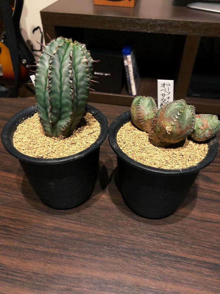 ユーフォルビアホリダの投稿画像 By ００7さん オベサ交配種とユーフォルビアホリダverノースベルデンシスと007とようこそ我が家へとユーフォルビア とノースベルデンシスとユーフォルビア オベサ 18月11月4日 Greensnap グリーンスナップ