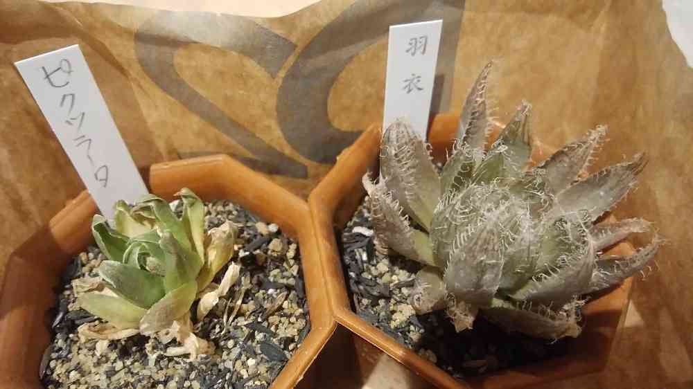 瀕死ハオルチアの復活記録｜🍀GreenSnap（グリーンスナップ）