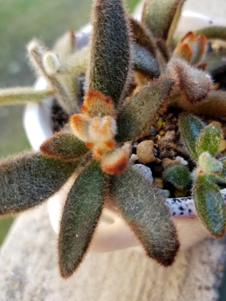 ツキトジ の投稿画像 By みき Kero花 さん うさぎシリーズとモケモケ と瀕死からの復活とまだまだ初心者とかわいい 18月11月5日 Greensnap グリーンスナップ