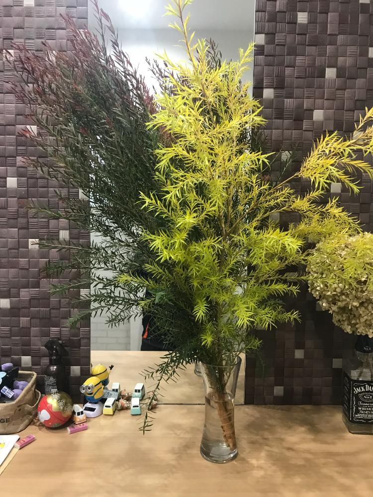メラレウカ レボリューションゴールドの投稿画像 By 愛媛のまーくんさん メラレウカ レッドジェム 18月11月5日 Greensnap グリーンスナップ