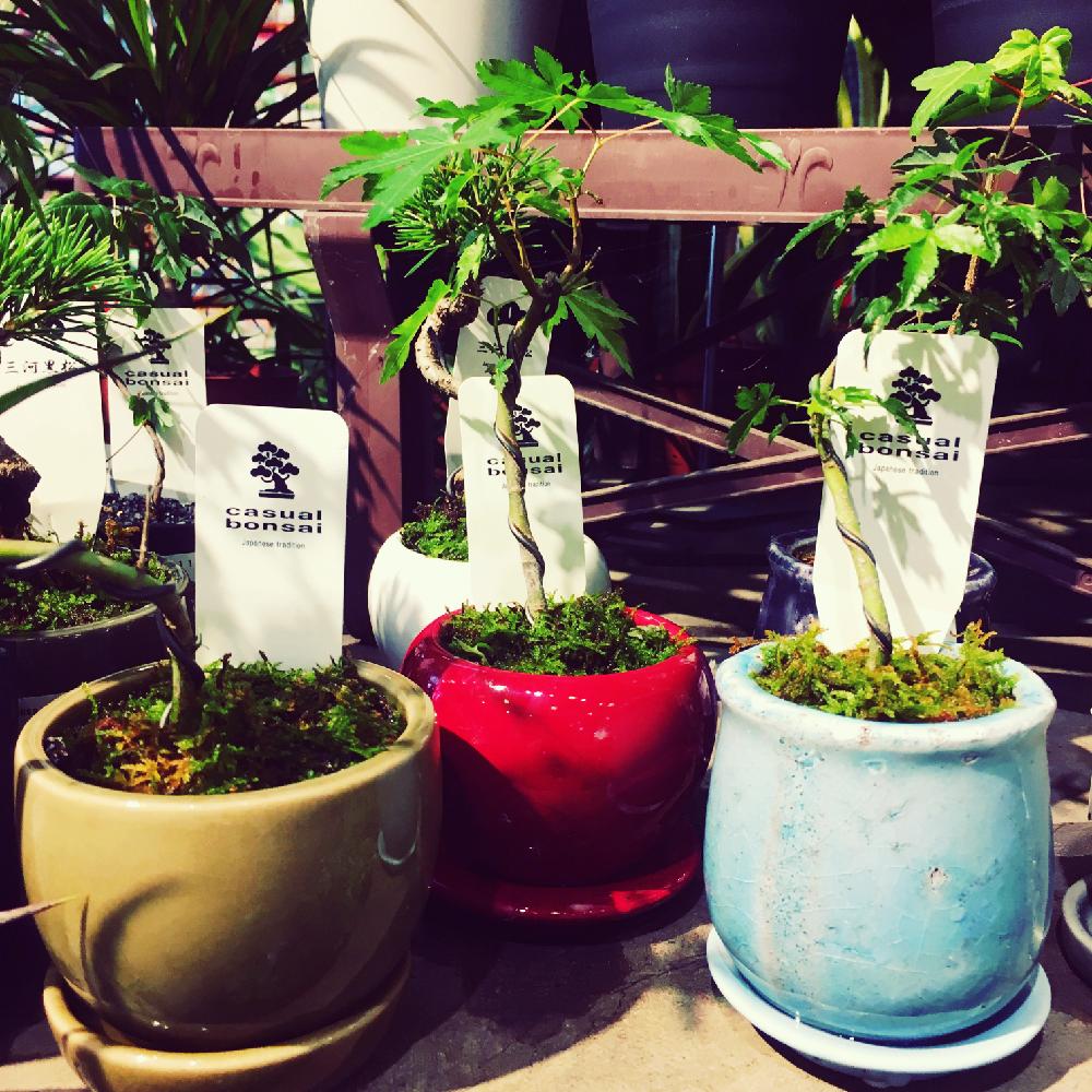 入荷情報 の投稿画像 By カインズさん Gs映えとミニ盆栽とホームセンターと豆盆栽と盆栽とカインズ浦和美園店とカインズホーム 18月11月5日 Greensnap グリーンスナップ