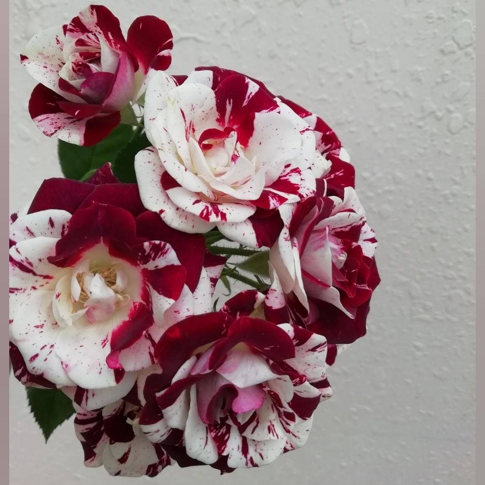 スパークリンググラフィティの投稿画像 By ゆのさん スプレーバラとバラ 切り花と花のある暮らしとお花のある生活と薔薇 とバラ ミニバラと切り花と薔薇の 花とバラ 切り花と花のある暮らしとお花のある生活と薔薇 とバラ ミニバラと切り花と薔薇の花 18月11月5