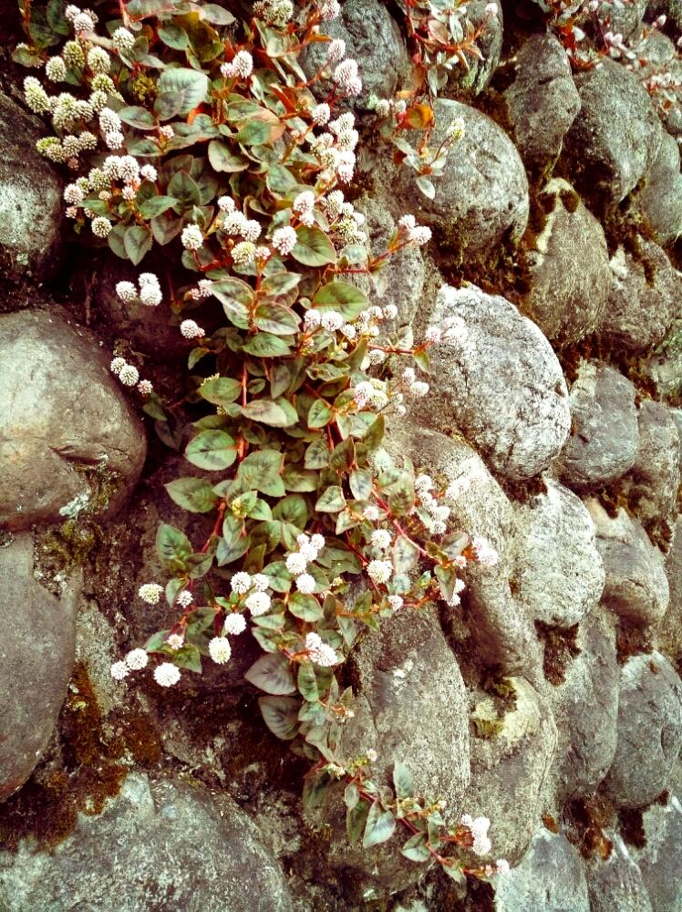 ポリゴナム ヒメツルソバ の投稿画像 By Nijntje さん 山に咲く花と丸い花とつる性植物と道端の花と山歩きとかわいい花とポリゴナム ヒメツルソバ とピンクの花 18月11月5日 Greensnap グリーンスナップ