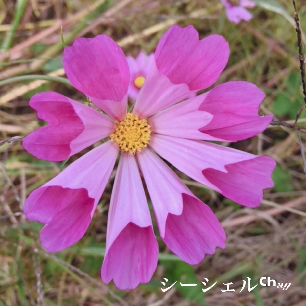 藤原京跡 コスモスの投稿画像 By Hitomiヽ さん コスモスとシーシェルと娘とデート と自然と笑顔 ﾉとお気に入り と娘の撮影といやされる とステキ と花のある暮らしとかわいいな 18月11月5日 Greensnap グリーンスナップ