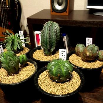 ユーフォルビアホリダverノースベルデンシスの投稿画像一覧 Greensnap グリーンスナップ